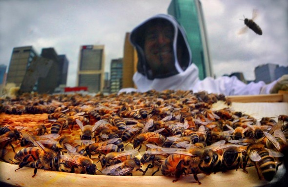 Vanessa and Mat have set up bee hives on rooftops around Melbourne's central business district. Photograph By Craig Sillitoe/The Sunday Age