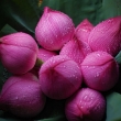 hong-kong-lotus-flower
