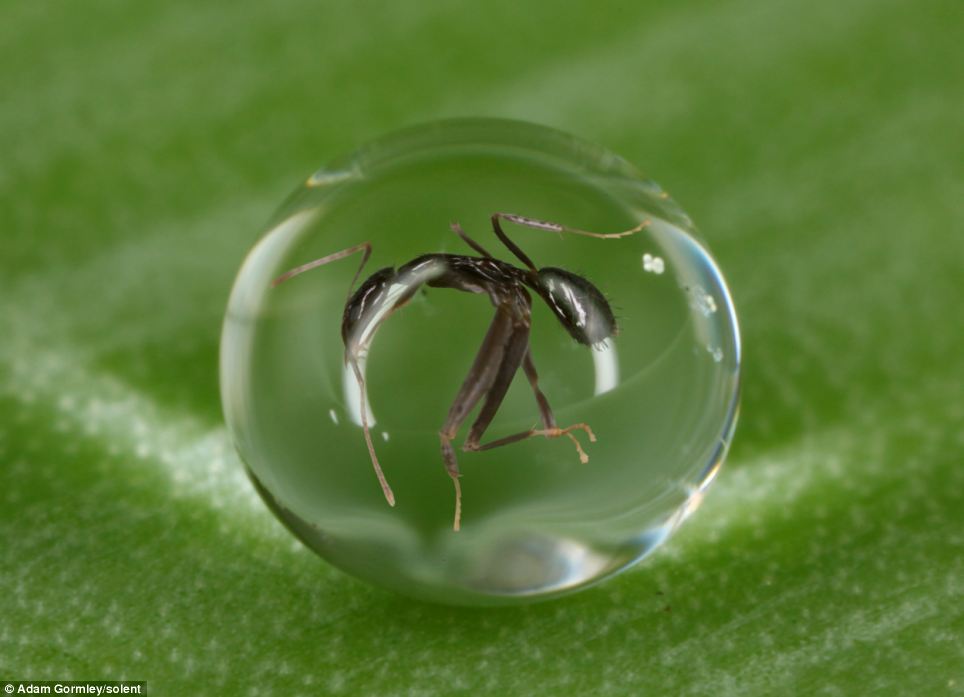 Photographer Adam Gormley captures an ant trapped in a raindrop | Mail Online